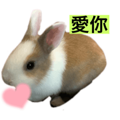 麻吉的可愛日常