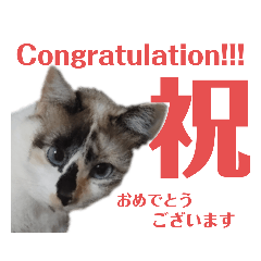 [cat plus]English & Japanese