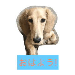 DOG   uyu