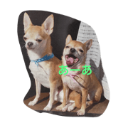 Dog Sora and Hana4