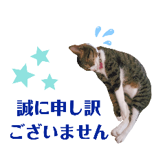 日常よく使う言葉犬猫写真愉快な仲間たち②