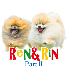 Pomeranian Ren&Rin