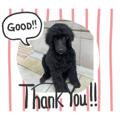 Buddy standard poodle