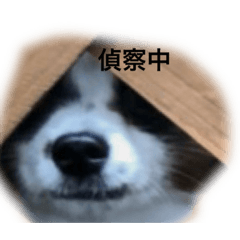 cocoa_20210828083150