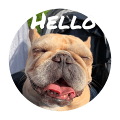 小法の狗生日常