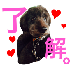 he is my dog mocochan
