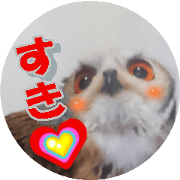 Owl @ Sticker Owl @ Sticker