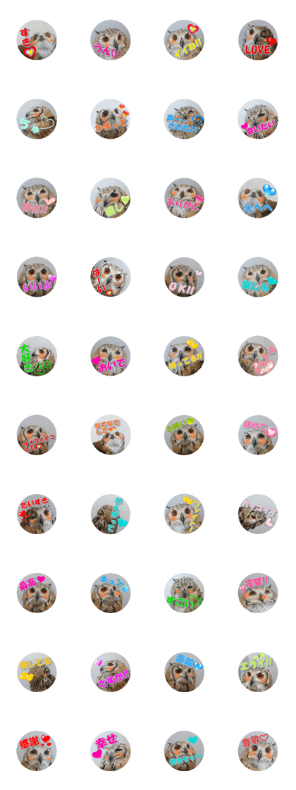 Owl @ Sticker Owl @ Sticker