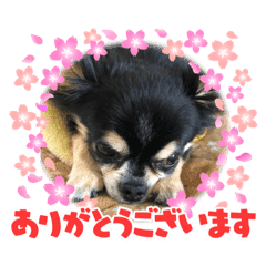 純正大特価祭 原画 ガラクタの鎧 犬 チワワ 絵画 タペストリ Naomi Com Tr 純正大特価祭 原画 ガラクタの鎧 犬 チワワ 絵画 タペストリ Naomi Com Tr