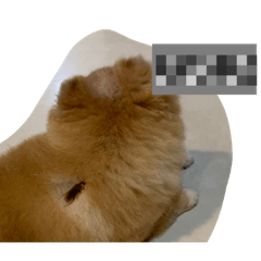 狗的故事