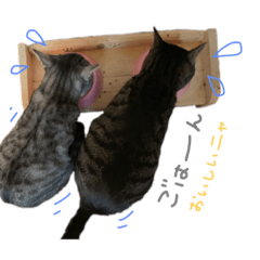 ringo_20210828222359