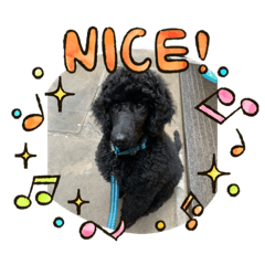 Buddy Standard Poodle2