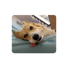 cherry_20210828185312