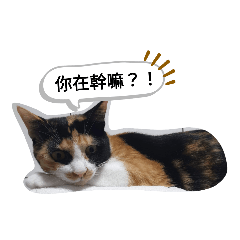 calico cat diary