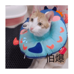 尼莫(●°u°●)​ 」