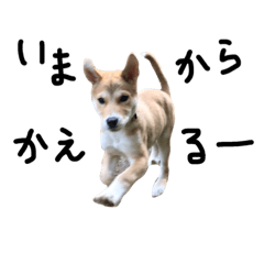 shiba dog sun chan 2