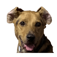 柑仔柳丁咪咪～