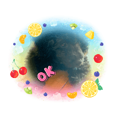 Happy black toy poodle