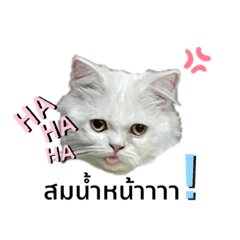 BabeCat_20210828143246