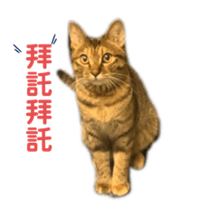 肉粽&Sling的喵喵日常2