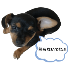 Baby Mocha Series #1