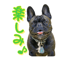 Frenchbulldog TONE 2