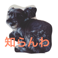 schna dog. osaka japan