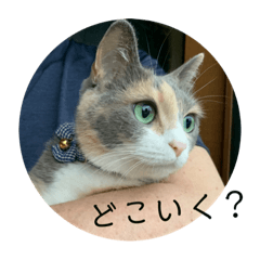 nico nico cat is stamp