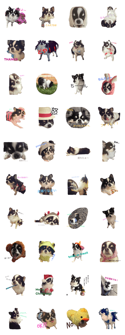 chihuahua.rin1