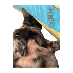 喵喵話