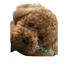 toy poodle sherry
