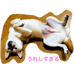 Shiba dog, Kyonkichi