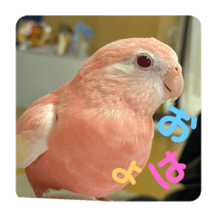 ちょっとリアルなインコあるある Lineクリエイターズスタンプ Stamplist