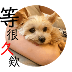 約克夏_奇拉拉