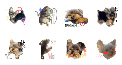 everyday WANKO