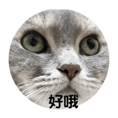 厭世阿波波