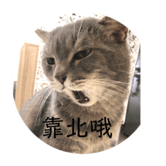 鼻吖波波的表情包