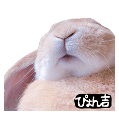 Bunny_pyonkichi