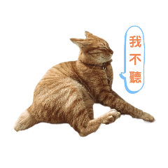 川川貓貓