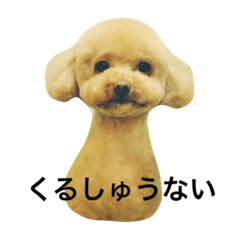 Toypoodle Nya-chan 2