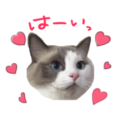 ふわふわ珠子ちゃん