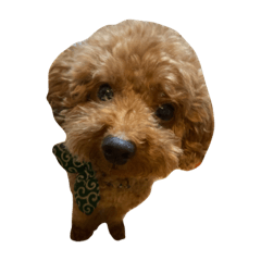 ringo_20210829200659