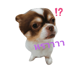 Sirin._20210829225448