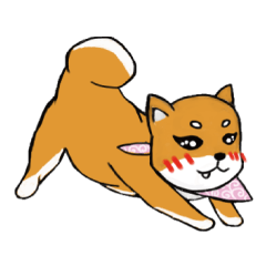 Sweety Shiba inu