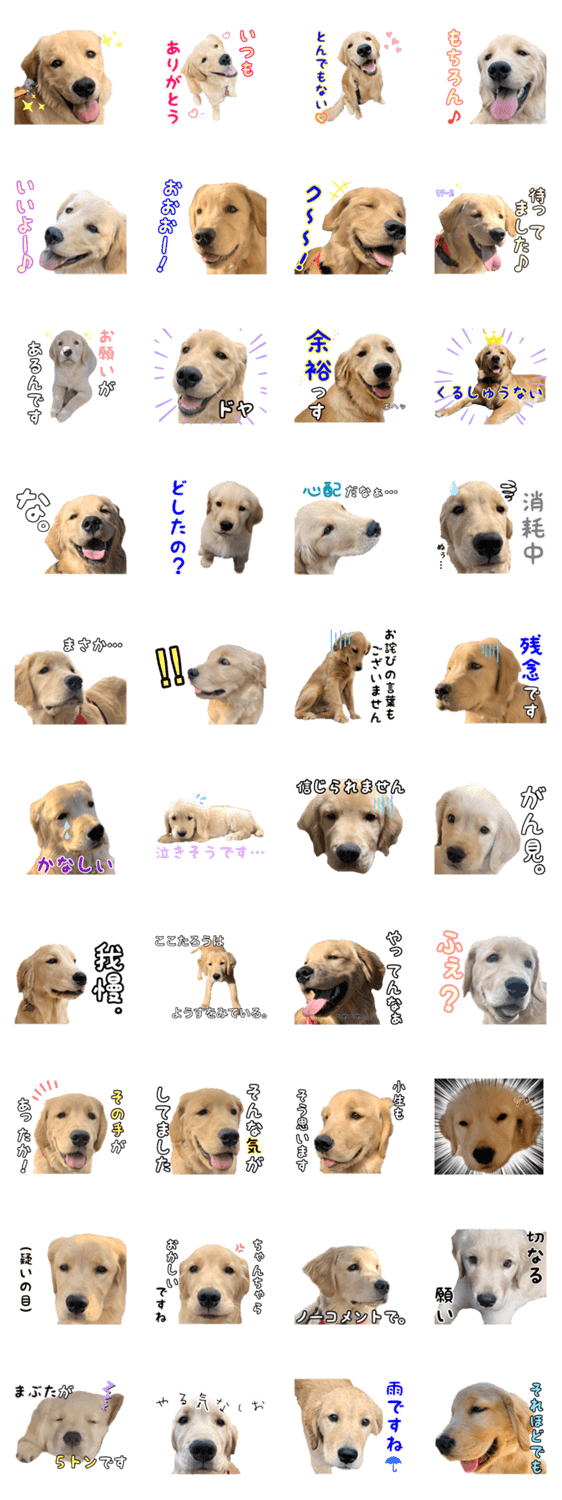 ゴールデンレトリバーここたろう Vol 3 Lineクリエイターズスタンプ Stamplist