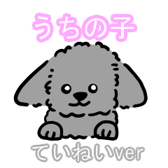 toy poodle -silver-