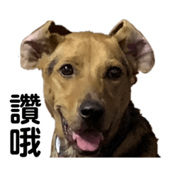 柑仔柳丁咪～～