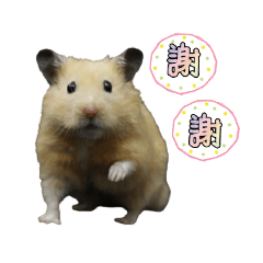 茶茶與牛奶
