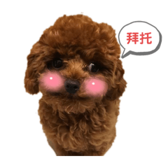 可愛圓圓紅貴賓犬