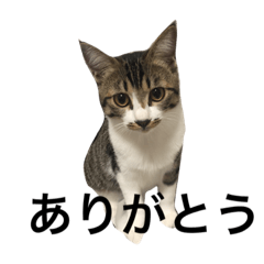Japanese cat Gomachan